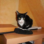 Silvester