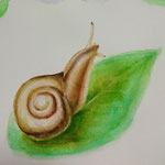 SNAIL／watercolorpencils on paper