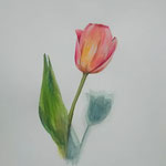 TULIP／watercolor on paper