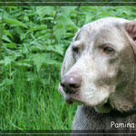 4 Wochen vor Paminas Tod - sie war kein wirklich alter Hund mit knapp 16 Jahren