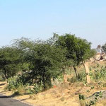 Unterwegs nach Jodhpur