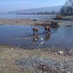Nala und Bhanu am Bodensee