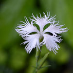 白花カワラナデシコ