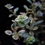 Timo limonato (Thymus citriodorus) nelle fioriere.