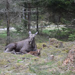 der Elchpark bei Markaryd