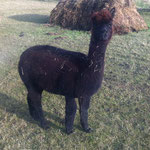 MMR Arosa Peruvian Alianza