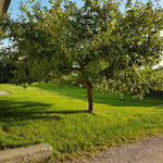 Apfelbaum im Vorgarten