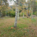 900 m² Birkenhain