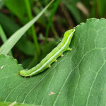 Manchmal wird eine kleine Raupe zu einem großen Schmetterling & manchmal ist es auch genau umgekehrt, wie z.B. hier. Das ist die ziemlich große Raupe der Gothica-Kätzcheneule - Orthosia gothica, die als Falter recht klein ist. :)