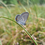 Kleiner Falter mit großem Namen, der Hochmoor-Bläuling - Plebejus optilete. Diese Art ist eine der seltensten Dtl.s & strikt an Moore gebunden, in denen die Moosbeere große Bestände hat. Moorzerstörung wie am Luchsee lassen diese Art fast aussterben.