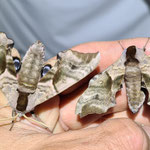 Groß sind die prächtigen Abendpfauenaugen - Smerinthus ocellata, die zur Abwehr von Feinden oder bei Beunruhigung ihre Hinterflügel aufdecken & damit ein Augenpaar immitieren.