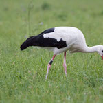 Storch AK200