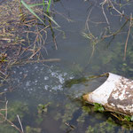 Guter Wasserzufluss in den kleinen Teich (Foto: B. Budig)