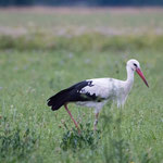 Storch A2K45