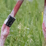 Storch AK200