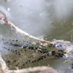 Mehrere Laichschnüre im großen Teich (Foto: B. Budig)