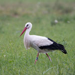 Storch AP590