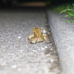 Erdkötenmännchen auf dem Rückweg entlang des Bordsteines (Foto: B. Budig)