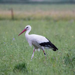 Storch AT802