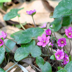 ユキワリソウの開花が始まりました。