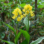 「　キンラン」は園内で自生の山野草です。