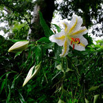 ヤマユリの開花が始まりました。