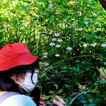 レンゲショウマが見頃な株です。