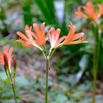 秋の花「キツネノカミソリ」も見頃です。