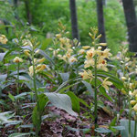 「ガンセキラン」が一斉に開花です。立派な花ですね。