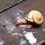 カタツムリも雨で喜んでいるようです。