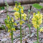 「エビネ」の開花が次々とはじまります。