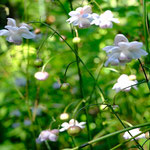 清楚な花々が迎えます。