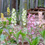 色々の種類のエビネが咲いています。