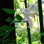 「ヤマユリ」はかぶの数は少ないですが、花がおおきく目立ちます。