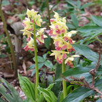 コウヅ系の「エビネ」もきれいに開花です。