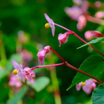 秋の花「シュウカイドウ」も見頃です。