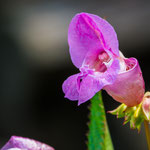 Bachblüte: Impatiens