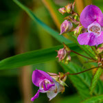 Bachblüte: Impatiens