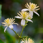 Bachblüte: Clematis