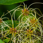 Bachblüte: Clematis