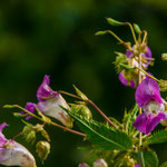 Bachblüte: Impatiens