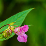 Bachblüte: Impatiens