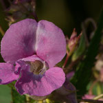 Bachblüte: Impatiens