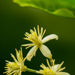 Bachblüte: Clematis