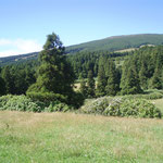 Wald auf Faial