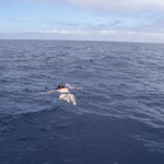 schwimmen mit delfinen