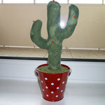 Ein kleiner, grüner Kaktus ..