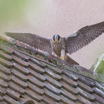weiblicher Jungvogel beim Start