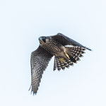 weiblicher Jungvogel im Flug