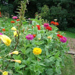 Zinnias de 1,20 m de hauteur
